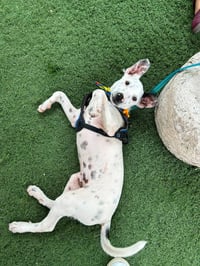Spotty S - Photo 3