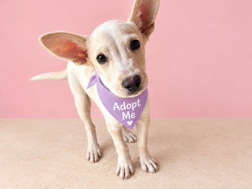 OLIVIA T - Jack Russell Terrier / Terrier available for adoption