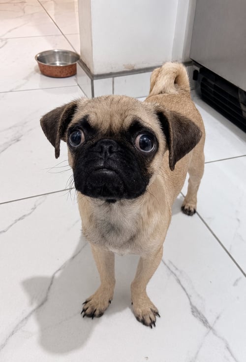FIDEL T - Pug available for adoption