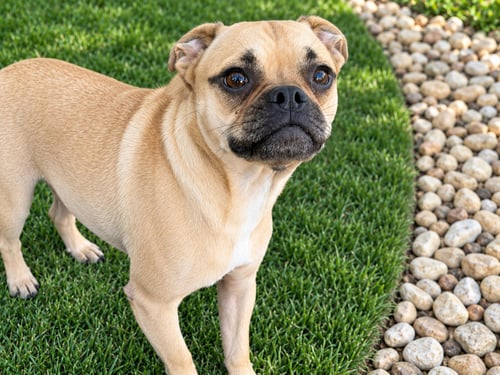 GOYO T - Pug / Chihuahua available for adoption