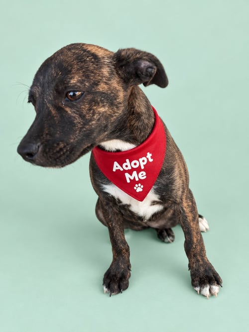 LUCAS E - American Foxhound / Terrier available for adoption
