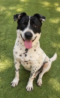 Benito - Photo 1