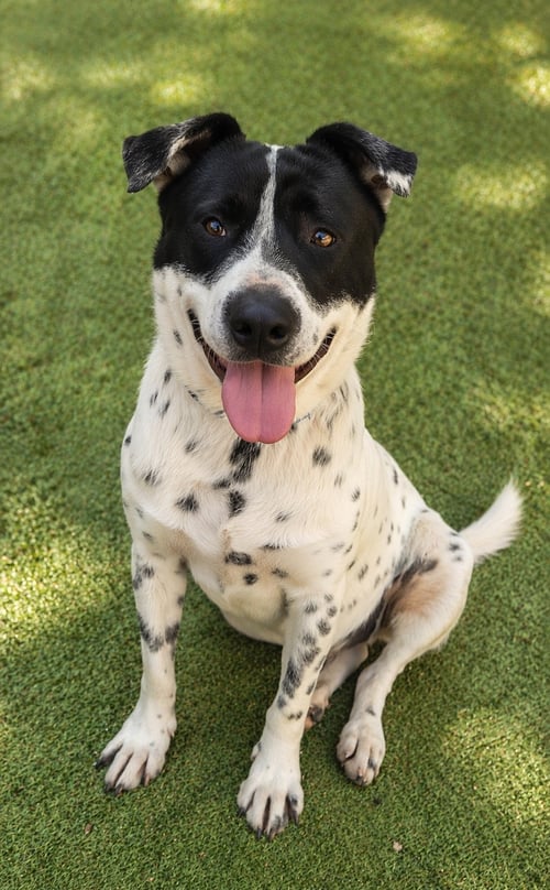 BENITO - Australian Shepherd / Dalmatian available for adoption