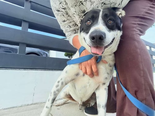 BENITO - Australian Shepherd / Dalmatian available for adoption