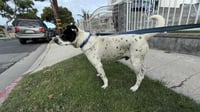 Benito - Photo 3