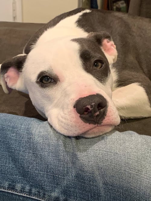 P.B. ALEX - Pit Bull Terrier / Terrier available for adoption