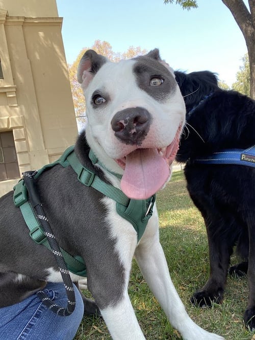 P.B. ALEX - Pit Bull Terrier / Terrier available for adoption