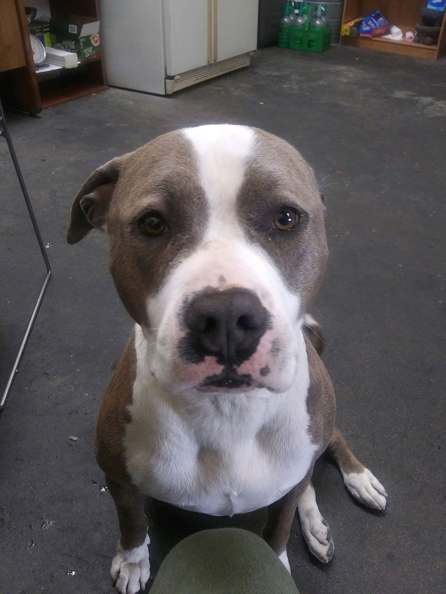 LUNA - American Pit Bull Terrier / American Staffordshire Terrier available for adoption