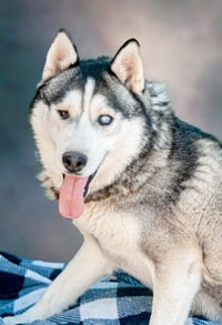 Captain Lobo - Photo 1