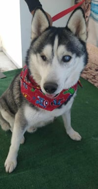 Captain Lobo - Photo 5