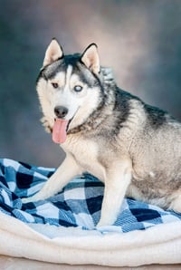 Captain Lobo - Photo 2