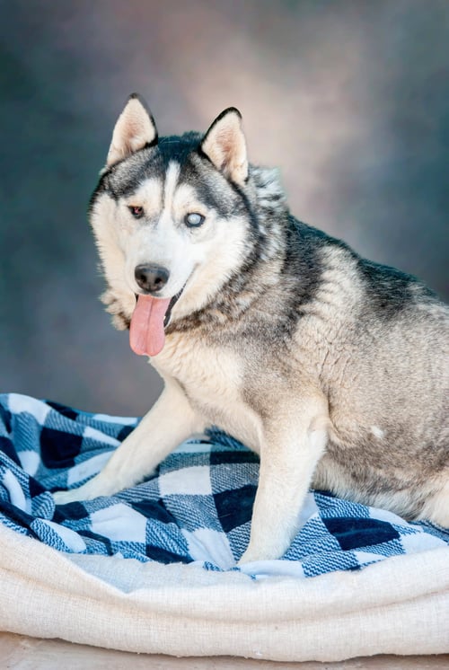 CAPTAIN LOBO - Siberian Husky available for adoption