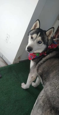 Captain Lobo - Photo 3