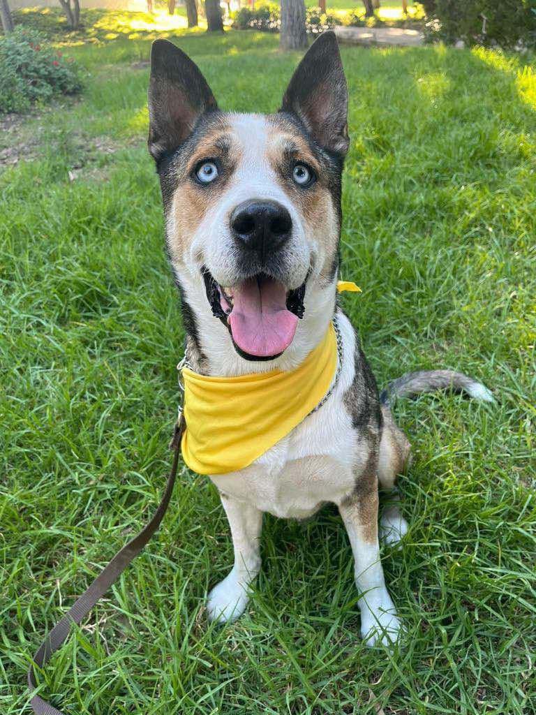 HASSAN - Australian Kelpie / Siberian Husky available for adoption