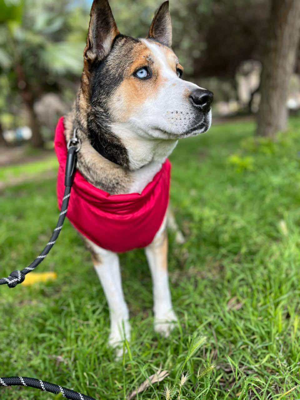 HASSAN - Australian Kelpie / Siberian Husky available for adoption