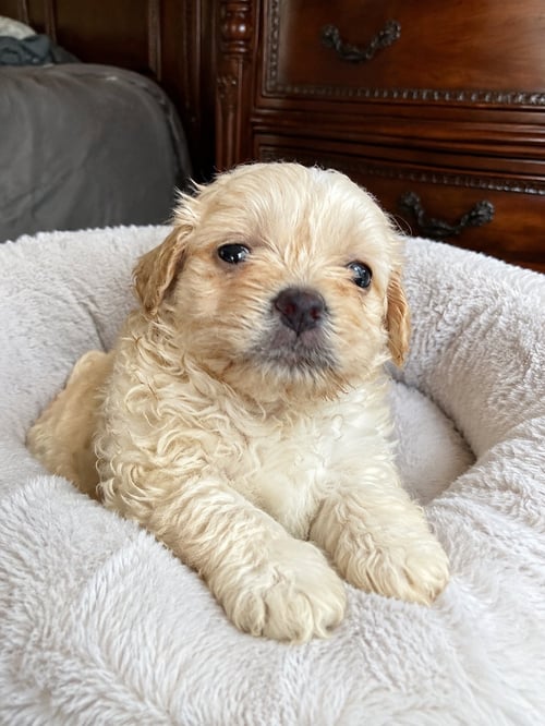CURLY - Poodle (Miniature) / Terrier available for adoption