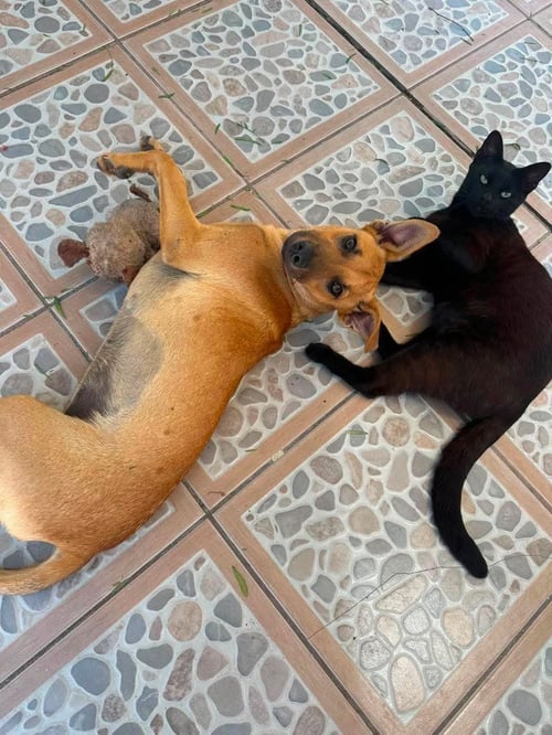 HONEY C - Feist / Terrier available for adoption