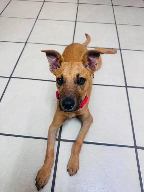 HONEY C - Feist / Terrier available for adoption