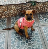 Honey C - Photo 3