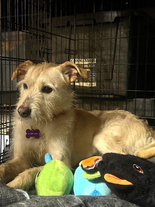 FRIDA - Parson Russell Terrier / Schnauzer available for adoption