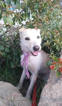 Frida - Photo 5
