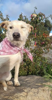 Frida - Photo 14