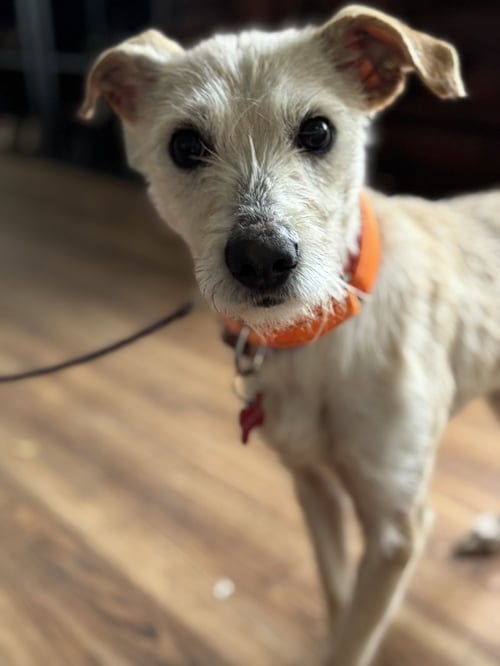 FRIDA - Parson Russell Terrier / Schnauzer available for adoption