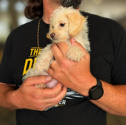 CANE - Poodle (Miniature) / Terrier available for adoption