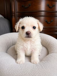 Cane - Photo 3