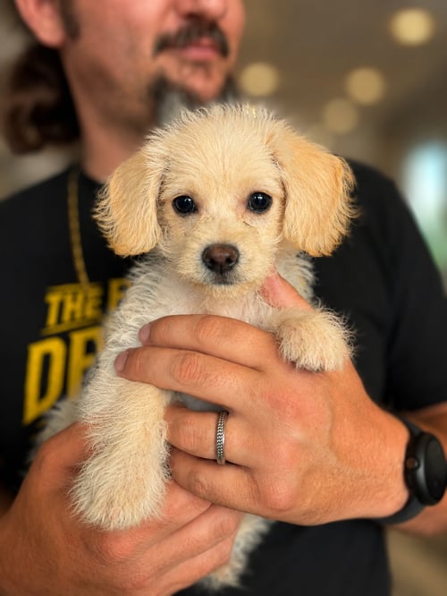 CANE - Poodle (Miniature) / Terrier available for adoption
