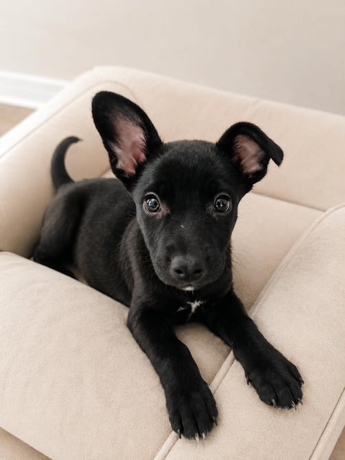 CHISPITA K - Terrier available for adoption