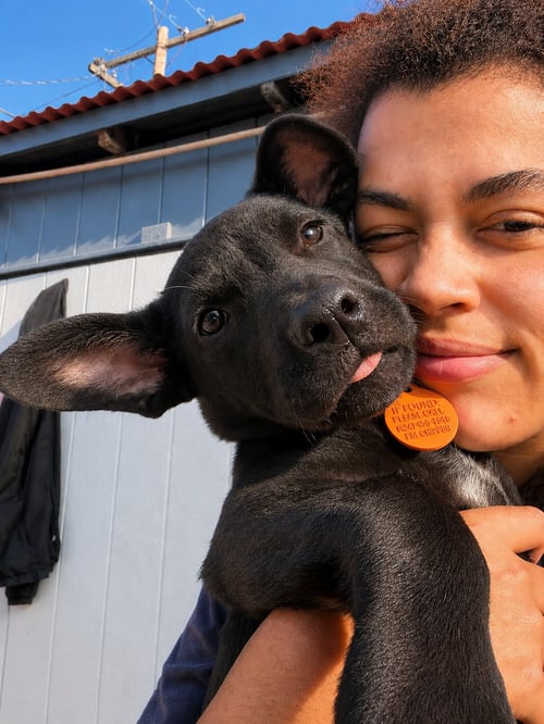 CHISPITA N - Black Labrador Retriever / Feist available for adoption