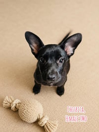 Chispita N - Photo 6