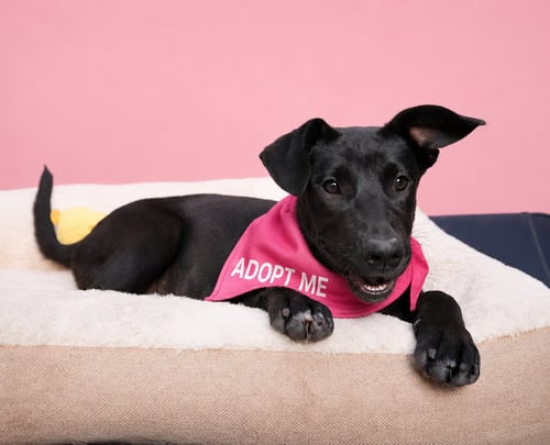 CHISPITA N - Black Labrador Retriever / Feist available for adoption