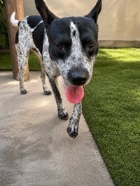 Mr. Oreo - Photo 2