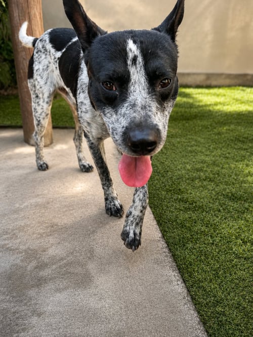 MR. OREO - Australian Cattle Dog/Blue Heeler / Catahoula Leopard Dog available for adoption