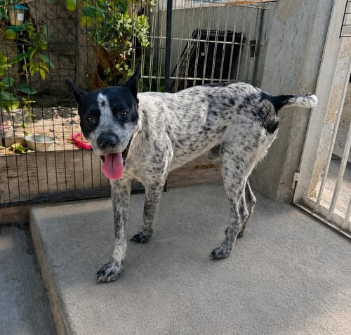 MR. OREO - Australian Cattle Dog/Blue Heeler / Catahoula Leopard Dog available for adoption