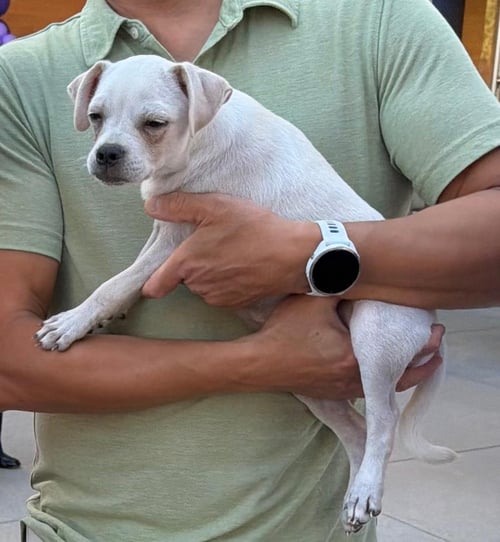 MAPLE AC - Pug / Chihuahua available for adoption