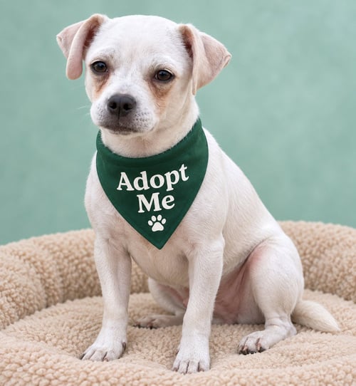 MAPLE AC - Pug / Chihuahua available for adoption