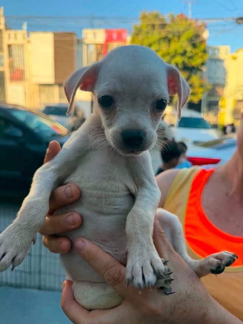 MAPLE AC - Pug / Chihuahua available for adoption