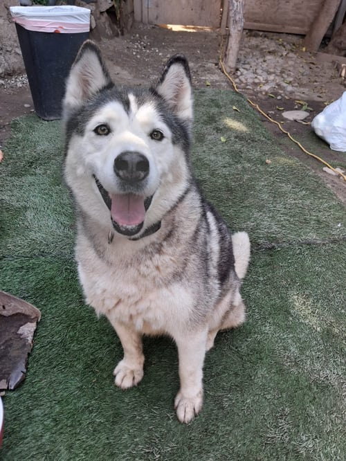 LILO - Siberian Husky available for adoption