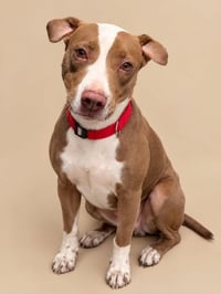 Abby - Photo 1
