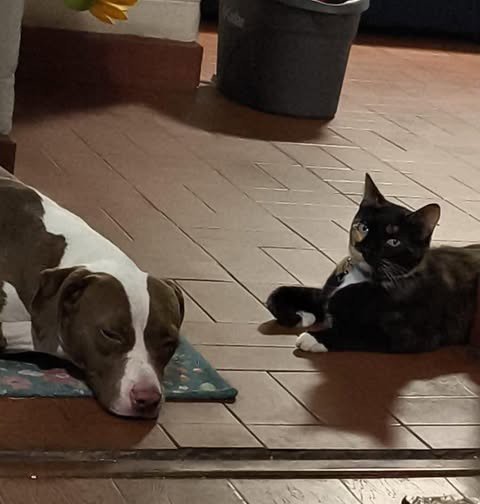 ABBY - American Pit Bull Terrier / Terrier available for adoption