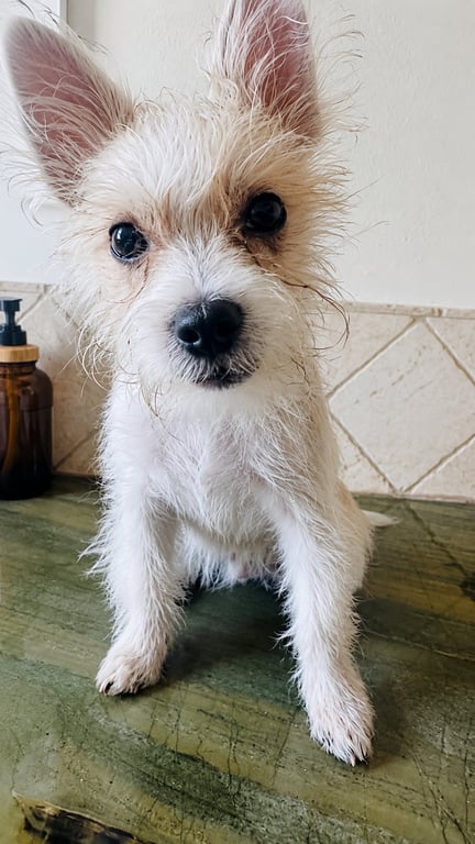 Benny V Image