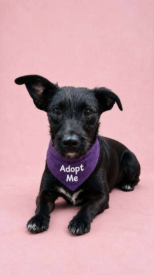 WINTER C - Jack Russell Terrier / Border Terrier available for adoption