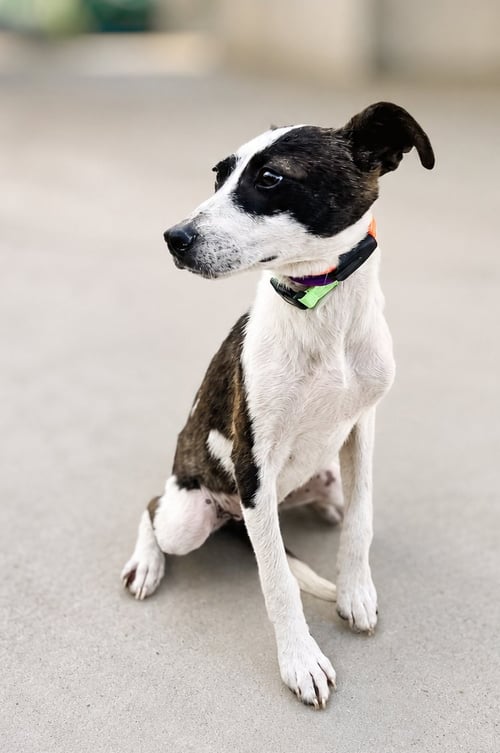 MOKA T - Jack Russell Terrier / Terrier available for adoption