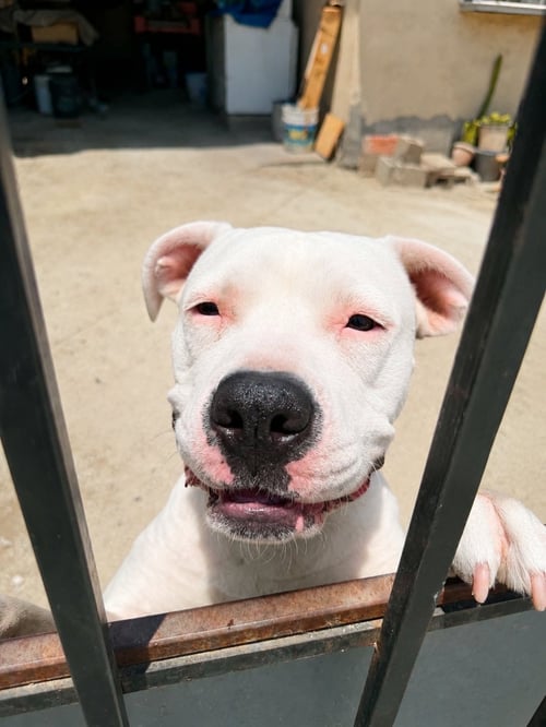 NINA N - American Pit Bull Terrier / American Bulldog available for adoption