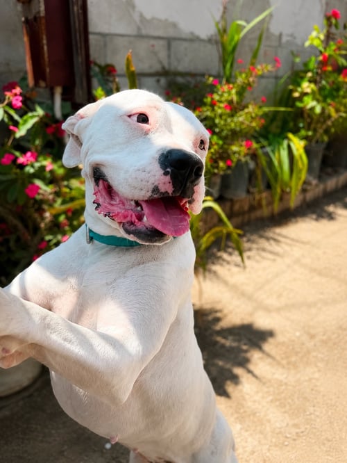 NINA N - American Pit Bull Terrier / American Bulldog available for adoption