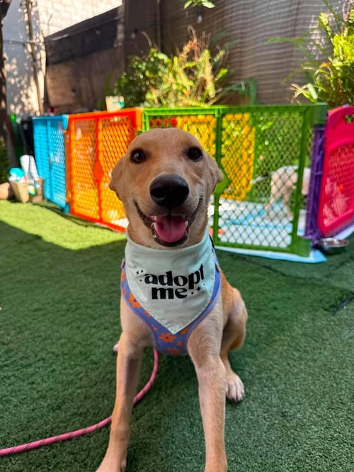 SPARKLE S - Carolina Dog / Terrier available for adoption