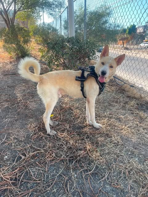 TIN TIN GR - Carolina Dog / Canaan Dog available for adoption